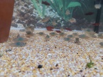Präsentation ausgewählter Fische und Pflanzen aus unseren Zierfisch- und Pflanzenbörse 56587610_2277448605811283_2047931898126139392_o.jpg