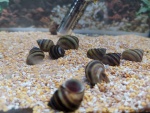 Präsentation ausgewählter Fische und Pflanzen aus unseren Zierfisch- und Pflanzenbörse 56711040_2277448742477936_1705131308188958720_o.jpg